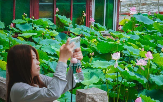 大明湖畔“叒”见并蒂莲，盛夏荷花迎风绽放