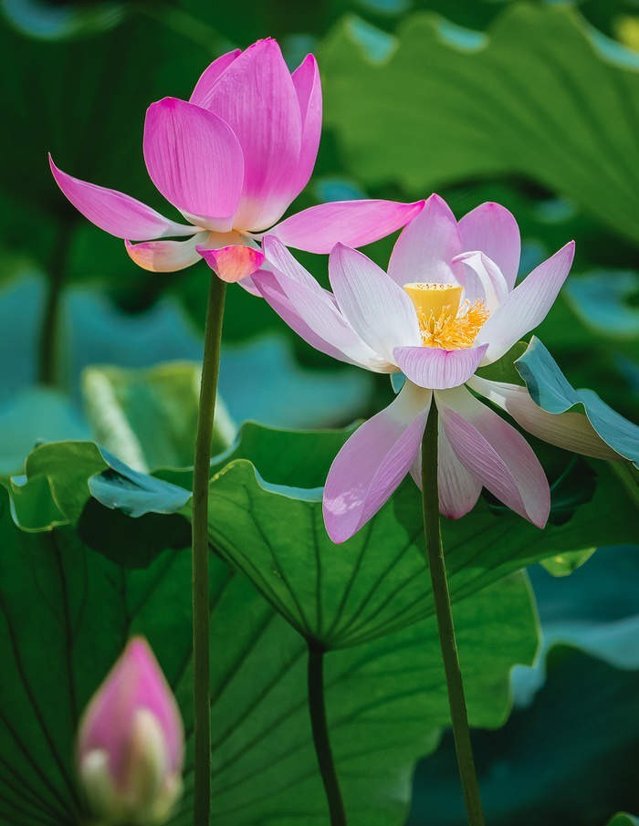 大明湖畔“叒”见并蒂莲，盛夏荷花迎风绽放