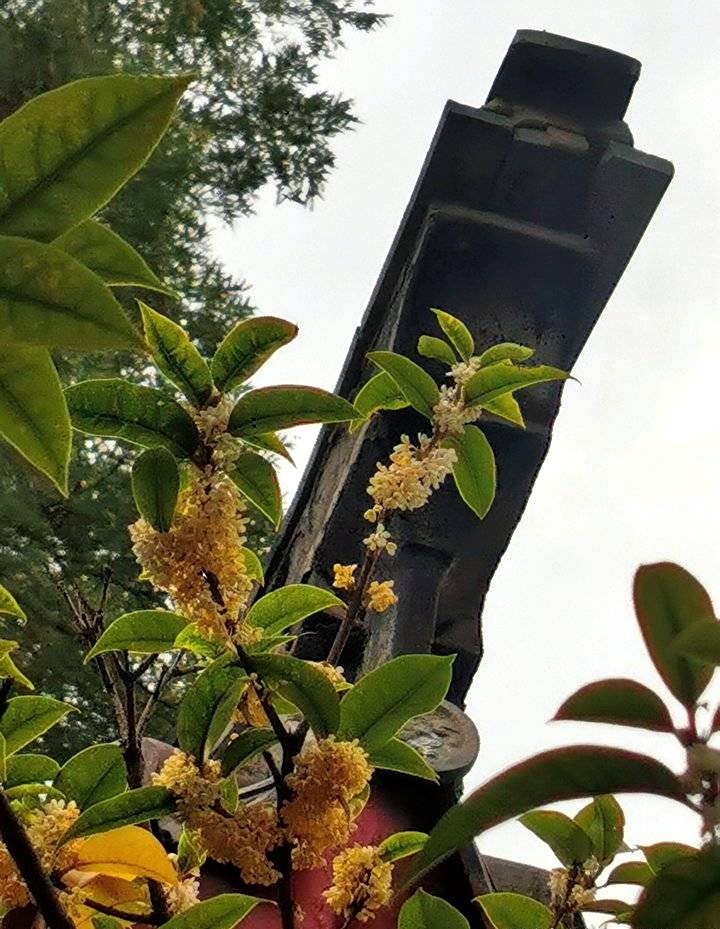 金秋十月桂花香，济南哪儿能赏桂？记者探访