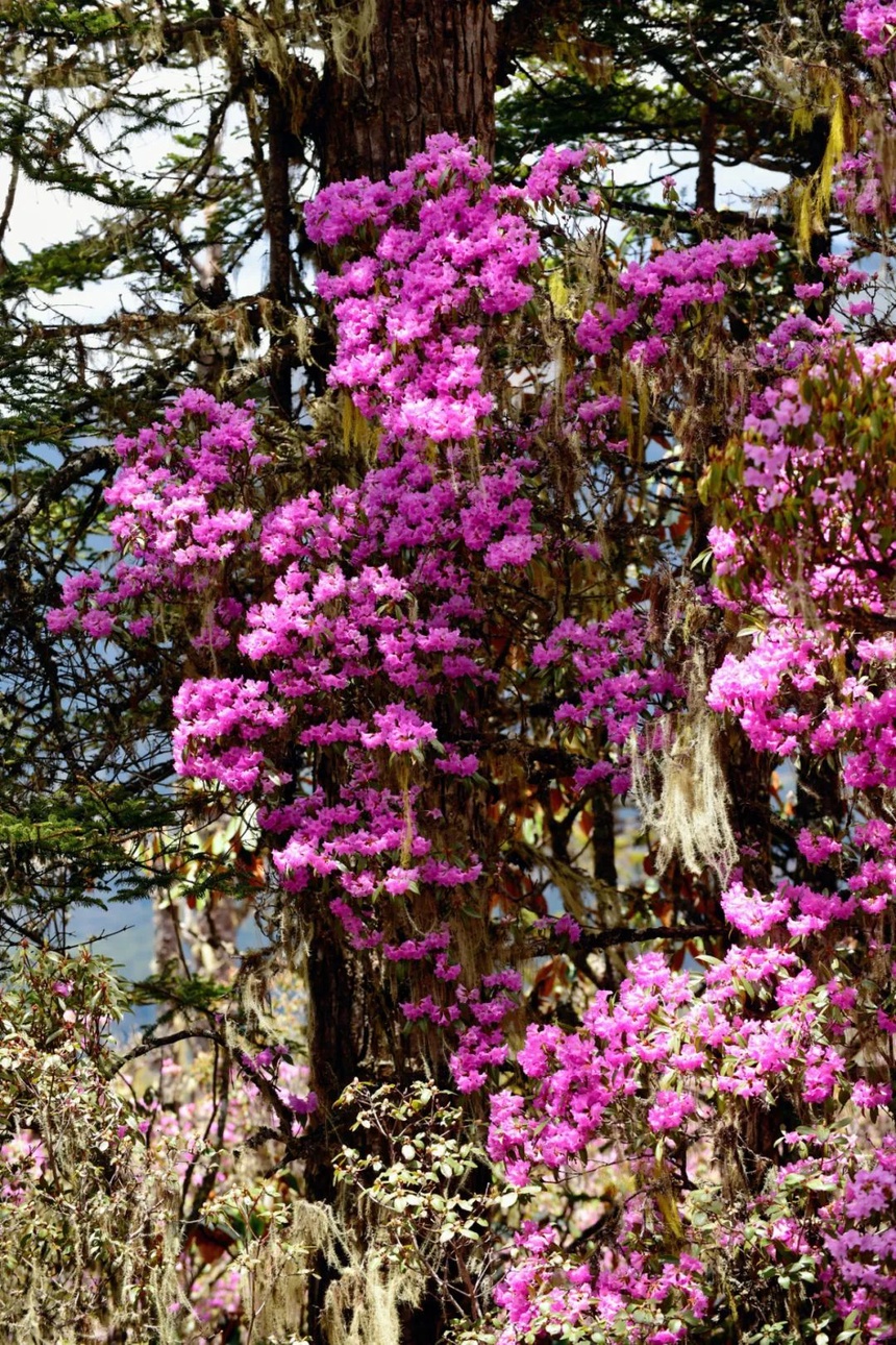 旅游 藏不住的 花花世界 文旅中国