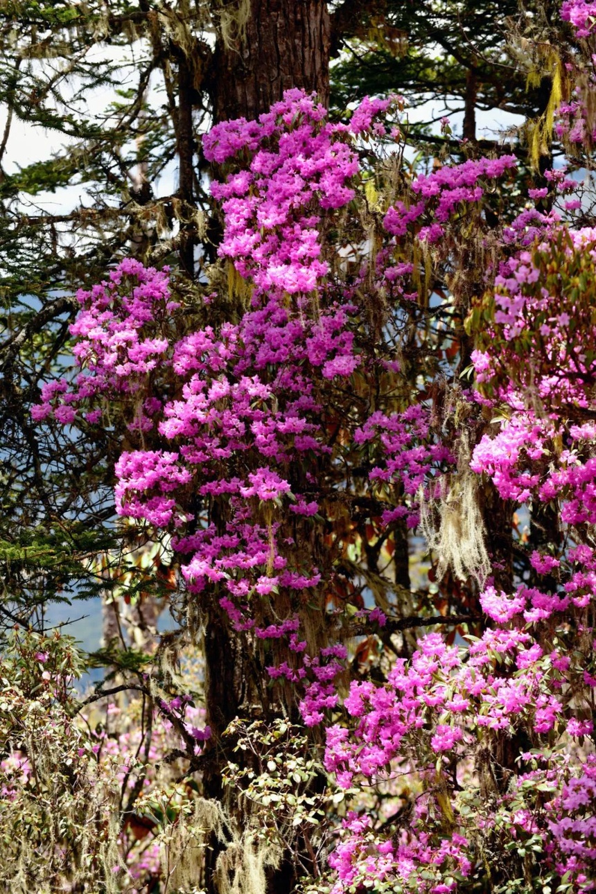 旅游 藏不住的 花花世界 文旅中国